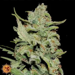 SEE002: Peyote Critical Limited Edition Feminized Seeds (Barney's Farm) 3 X Feminized Seeds